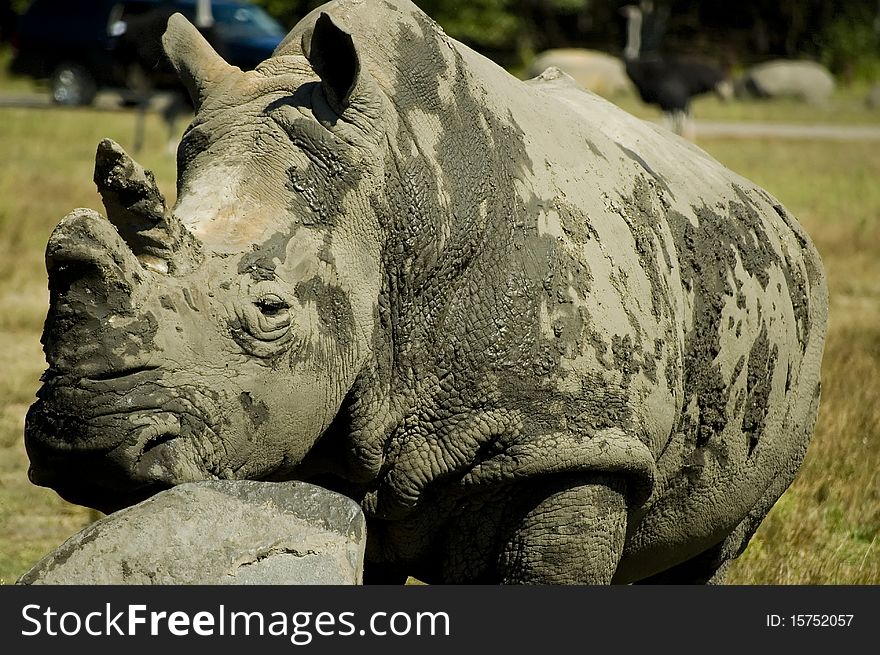 Closeup of White Rhino Taken at Six Flags Great Adventure Wild Safari, Jackson, New Jersey
