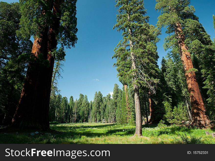 An open grassy meadow with blue skies and large brown sequoia trees. An open grassy meadow with blue skies and large brown sequoia trees