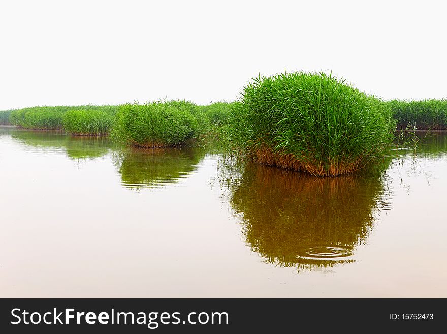 Reed on the water outdoor ï¼ŒThe world's largest reed field