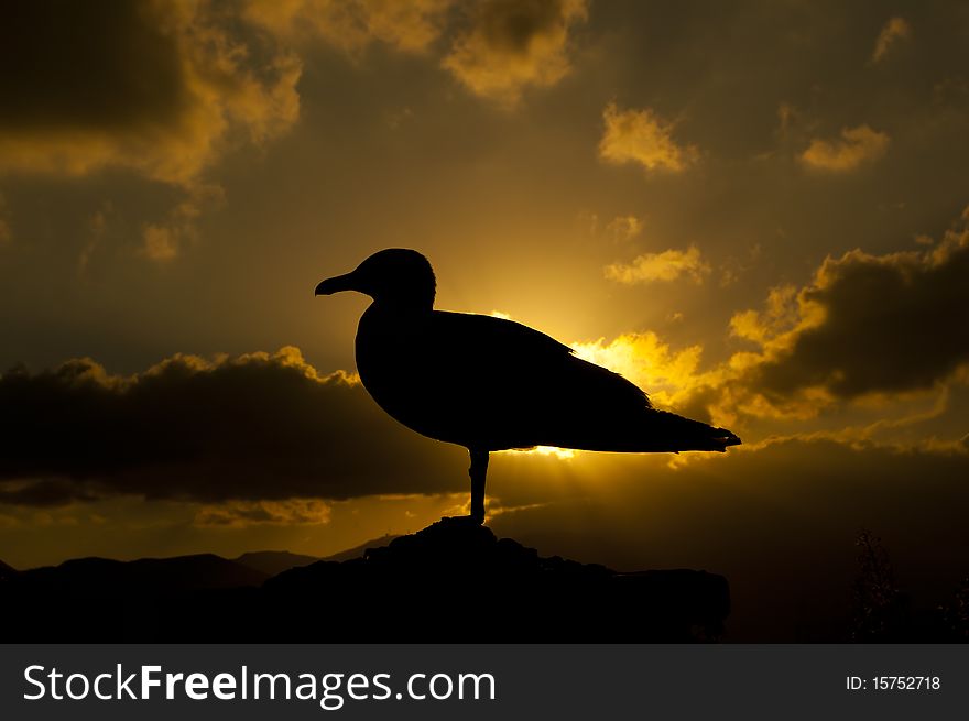 Gull in the sunset