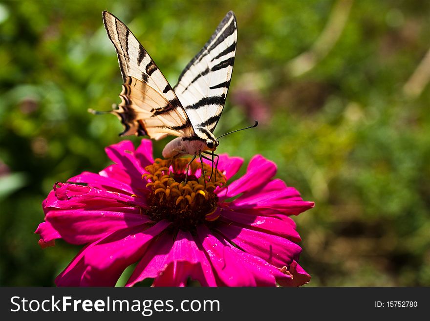 Monarch butterfly on pink flower