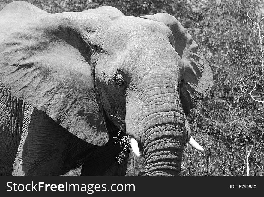 A head shot of an elephant
