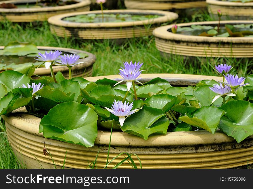 Violet Lotus in the basin.