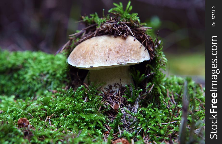 Wild mushroom growing in forest under the moss. Wild mushroom growing in forest under the moss