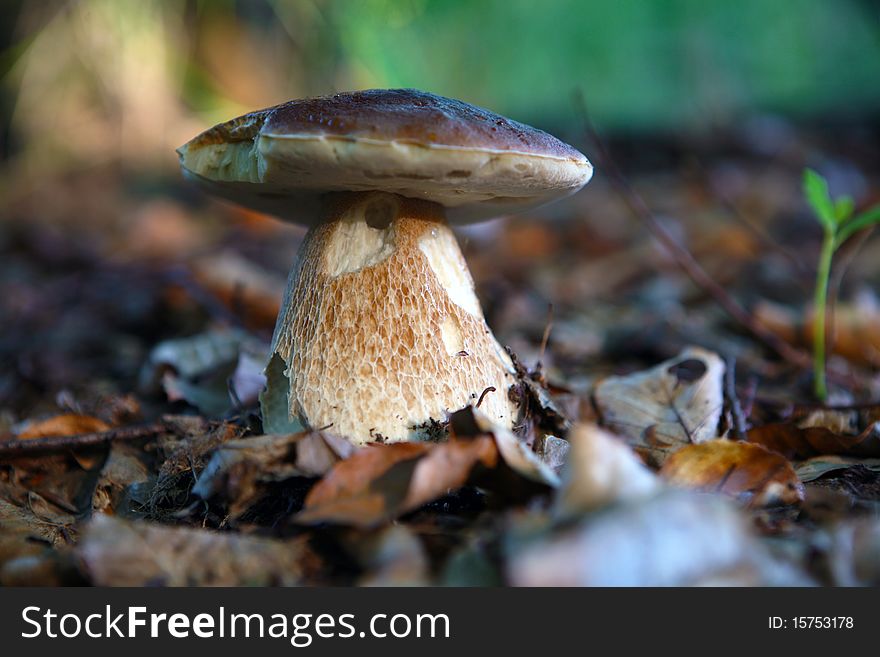 Wild mushroom growing in forest in dry leaves. Wild mushroom growing in forest in dry leaves
