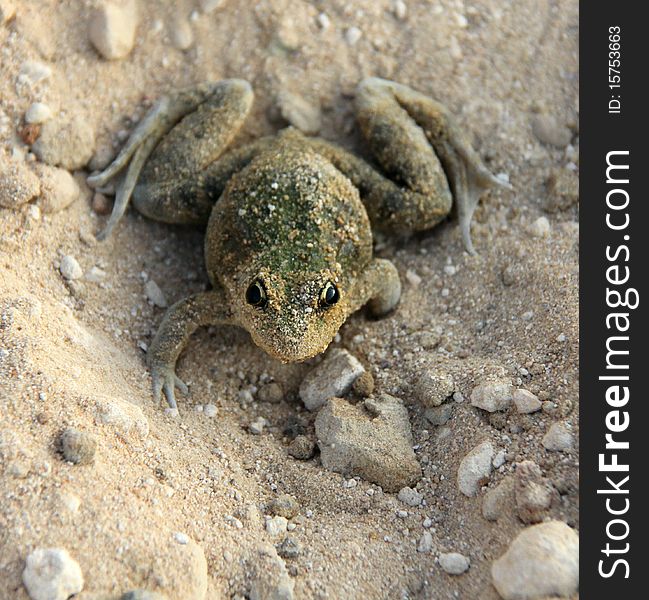 Camouflaged Frog on sand focused on its large eyes