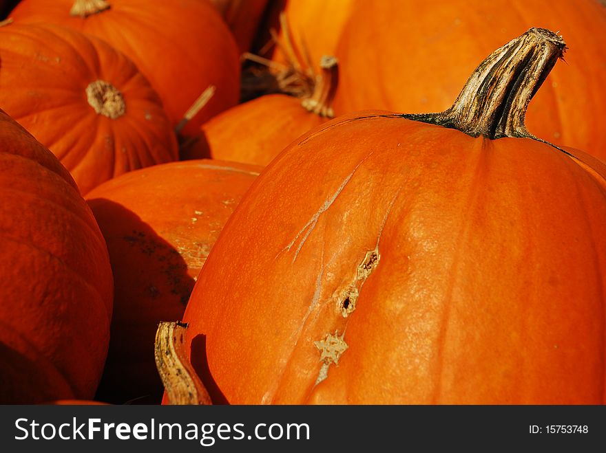 Orange Pumpkins during halloween season