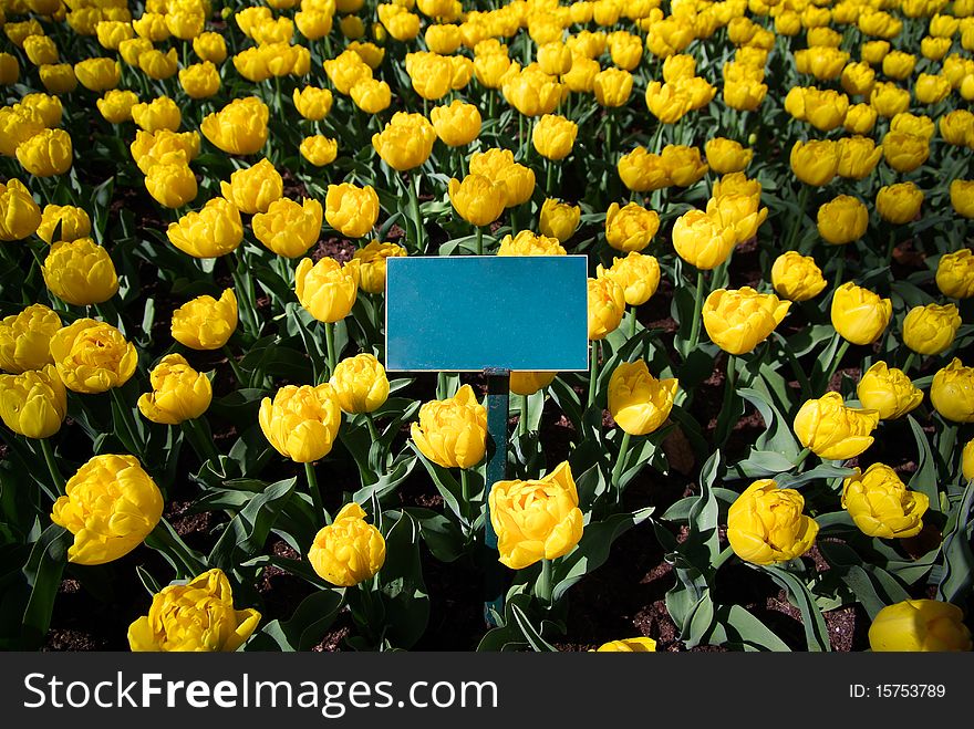 Empty card in the middle of many yellow tulips