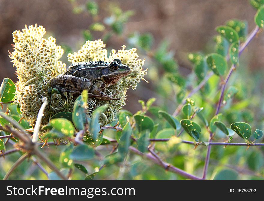 Frog Hiding in a flower in the forest