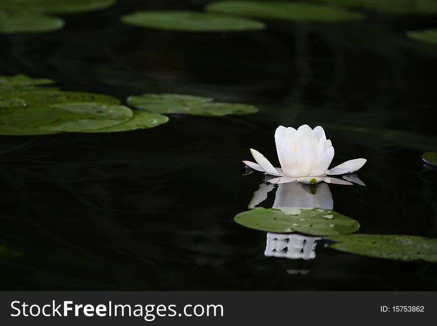 A white lily in the dark water