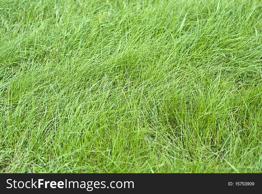 Texture of green grass closeup. Focus on the first stalks. Blur. Low depth of field.