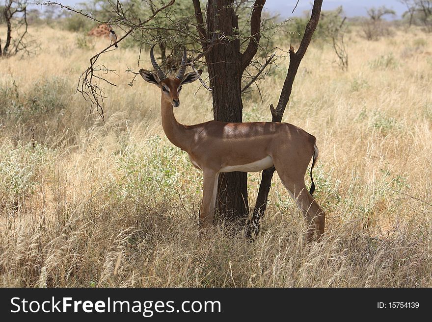 An antelope resting under a tree, keeping company to a bird, in a Samburu Nature Reserve in Kenya, Africa
