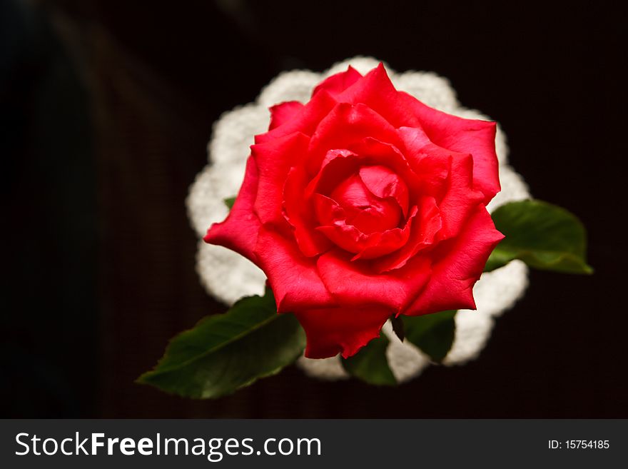 Red rose and black background