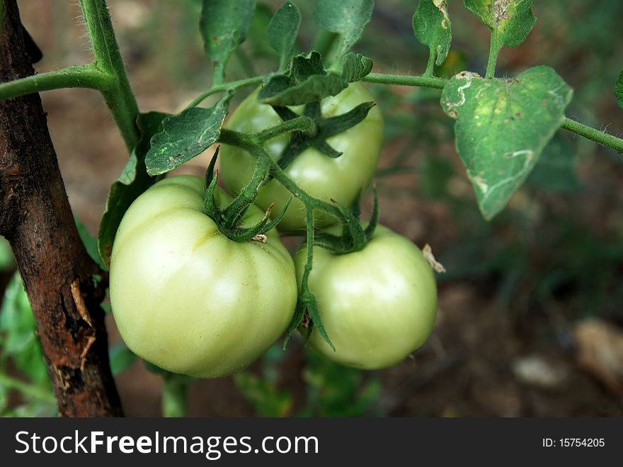 Unripe Tomatoes In A Garden
