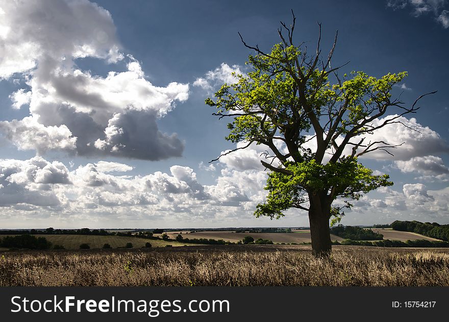 Tree In A Field