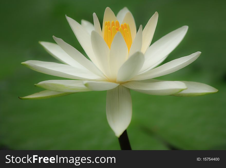 White tropical lotus on blur background. White tropical lotus on blur background