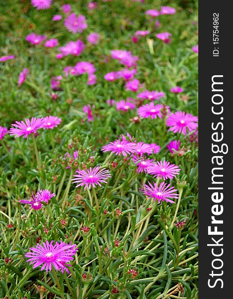 Trailing Iceplant, also called Pink Carpet