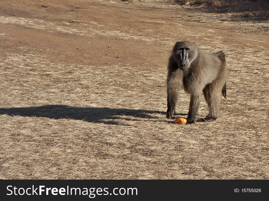 Chacma baboon in the wild with orange peel discarded in veld. Chacma baboon in the wild with orange peel discarded in veld