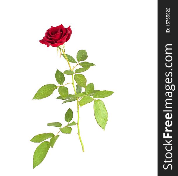 Red rose on a white background