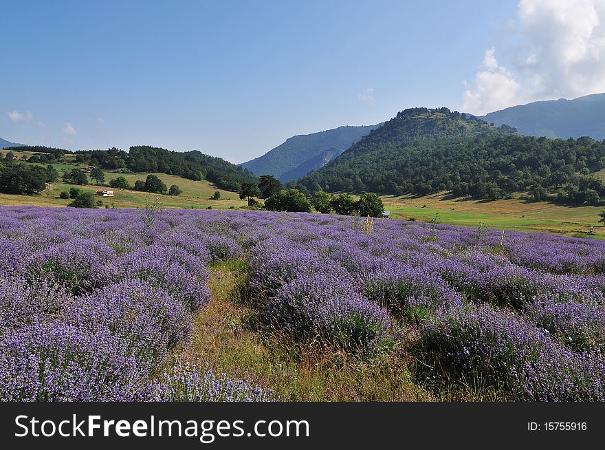 Color lavender field. Natural and herbal landscape. Color lavender field. Natural and herbal landscape