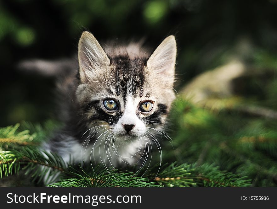 Cat playing on the tree