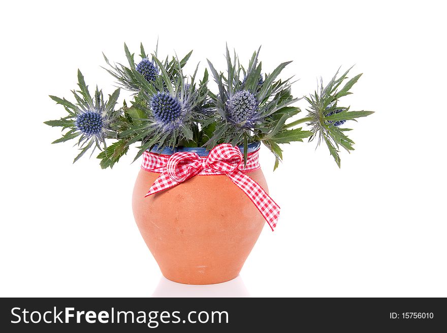 A bouquet of blue thistles in a therracotta flowerpot isolated over white
