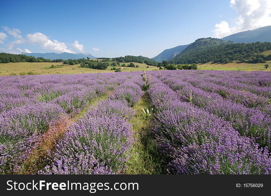 Color lavender field. Natural and herbal landscape. Color lavender field. Natural and herbal landscape