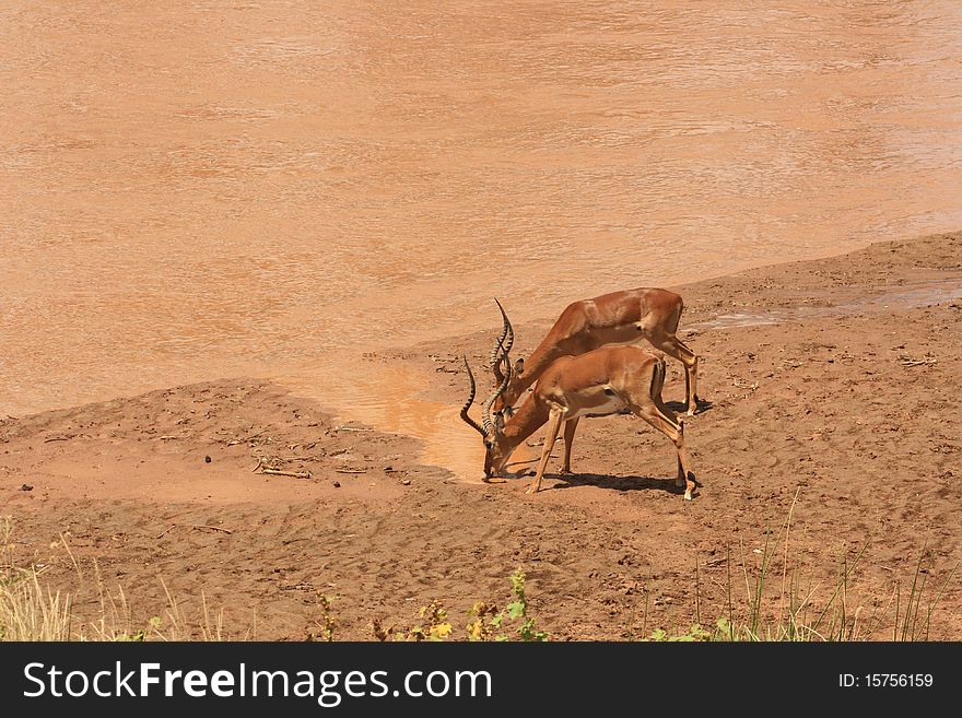 Antelopes stopped to drink some water in the river side, in a Natural Reserve in Kenya, Africa. Antelopes stopped to drink some water in the river side, in a Natural Reserve in Kenya, Africa