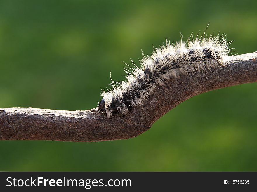 A tent caterpillar creeping down a branch.