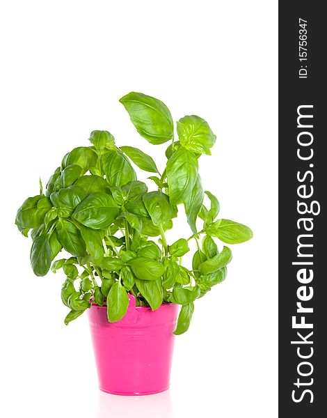 A Basil Plant In A Pink Bucket