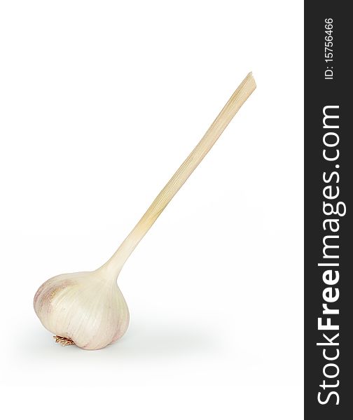 A Head Of Garlic