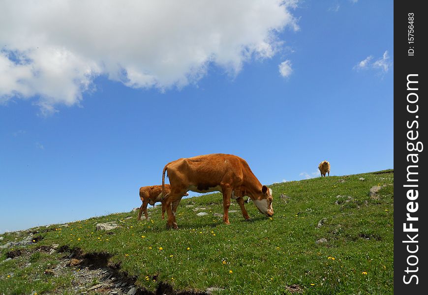 Cow in the grass land