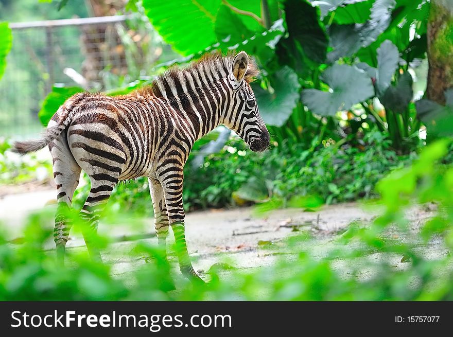 Young zebra in its habitat. Young zebra in its habitat