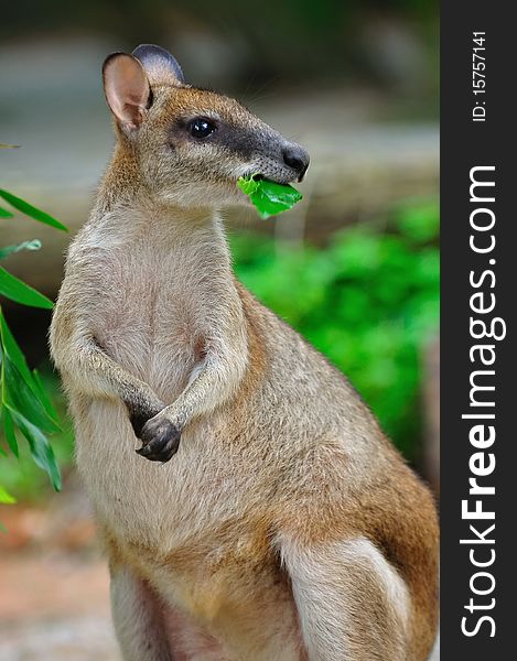 Red kangaroo enjoying its food