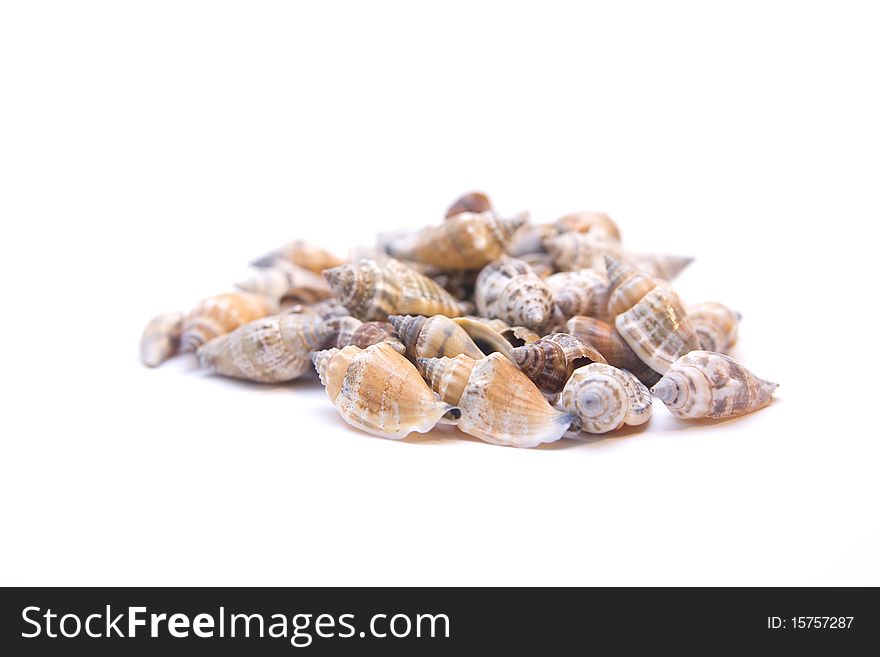 Few seashells isolated on white