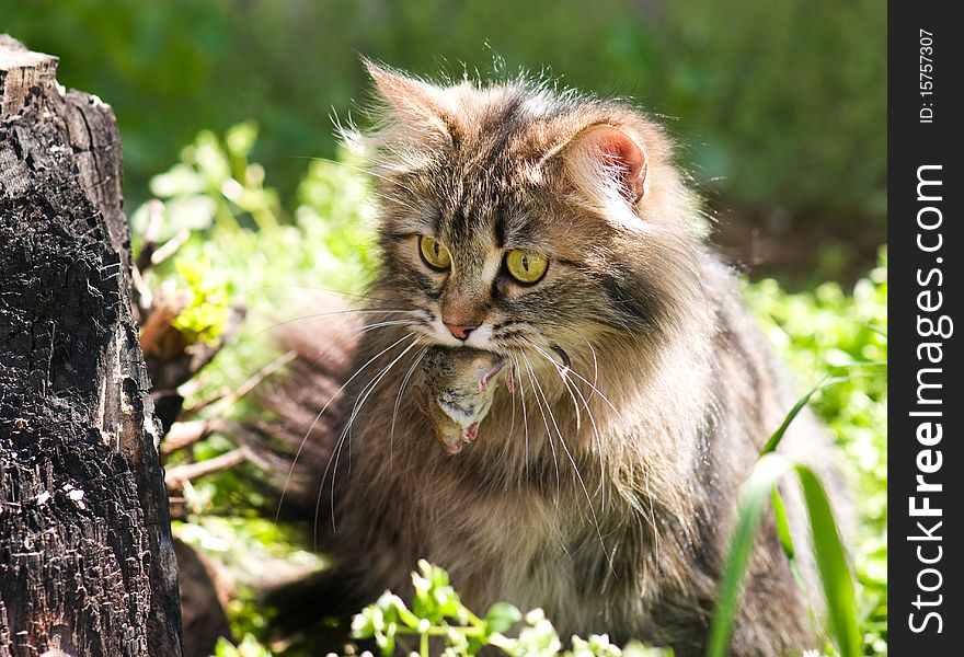 Cute cat with gray mouse. Close-up, outdoor. Cute cat with gray mouse. Close-up, outdoor.