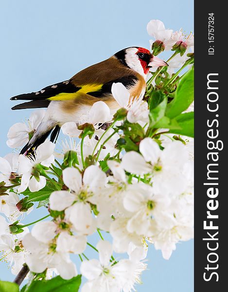 Goldfinch on a branch of blossom tree