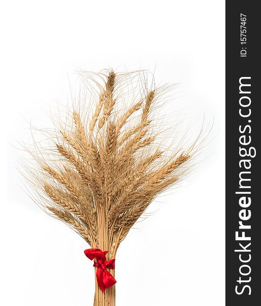 Bunch of wheat with red bow on white background