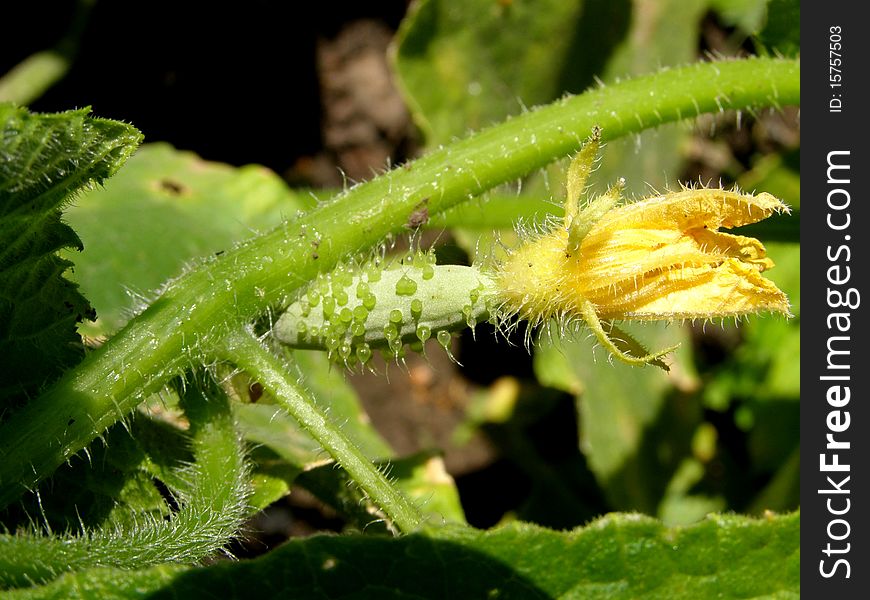 Detail photo of the small cucumber in the garden background. Detail photo of the small cucumber in the garden background