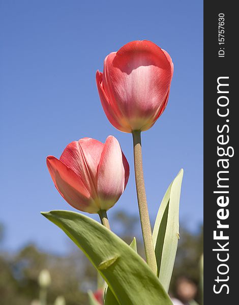 Tulip(Tulipa)
