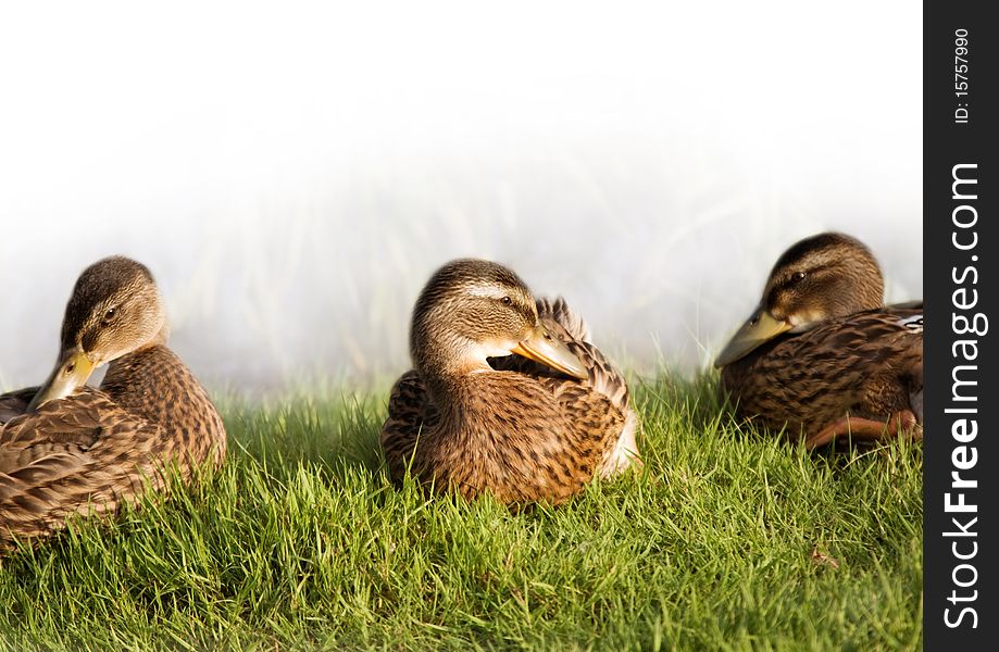 Mallard young ducks on grass