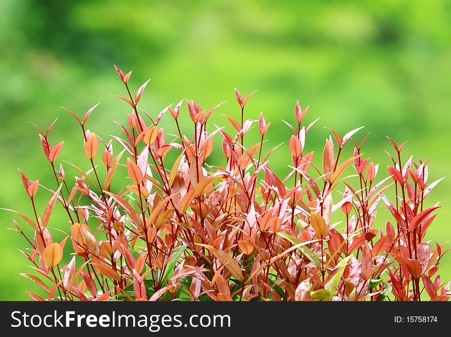 Red tree leaf in garden