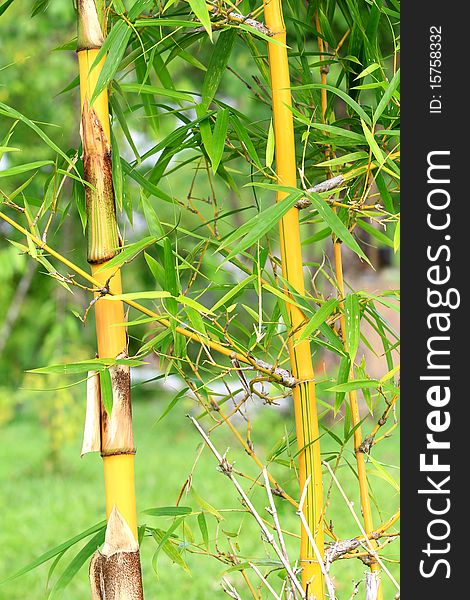 Yellow bamboo in forest