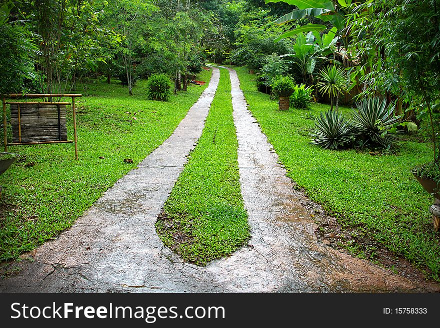 Road in the deep forest. Road in the deep forest