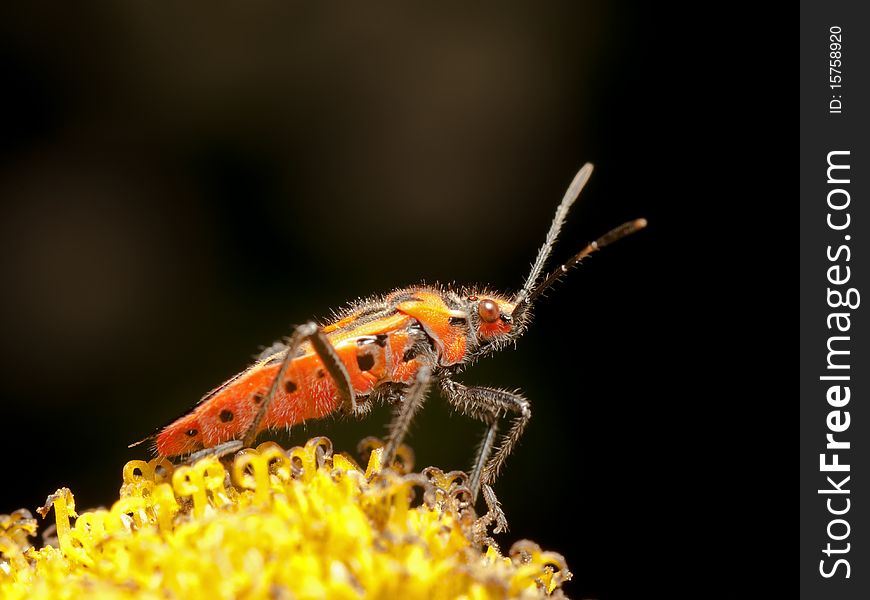 Adult Corizus hyoscyami on yellow flower. Adult Corizus hyoscyami on yellow flower