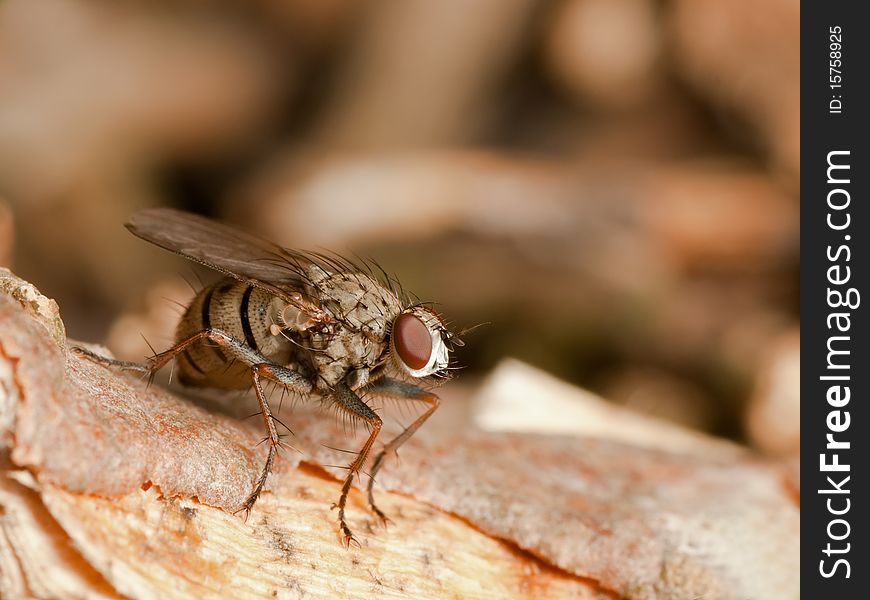 Fat fly sitting on dry bark