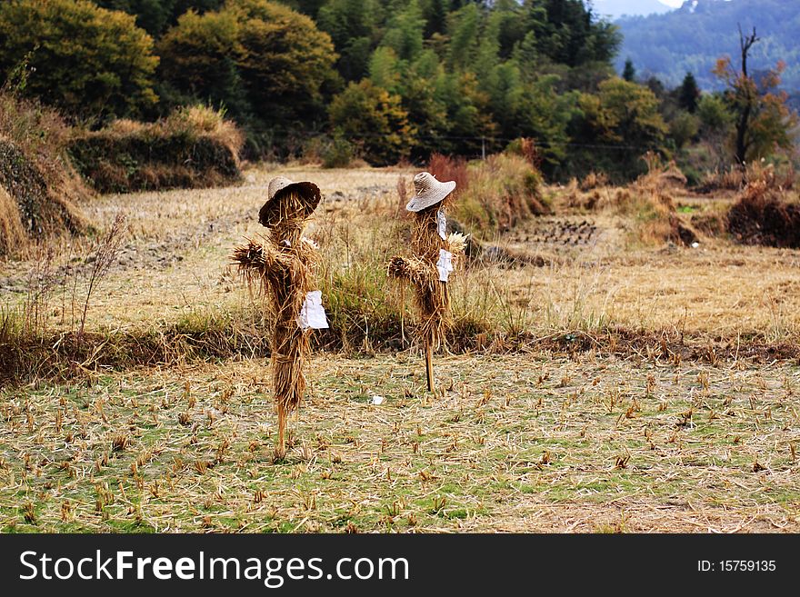 Jack straw in the field