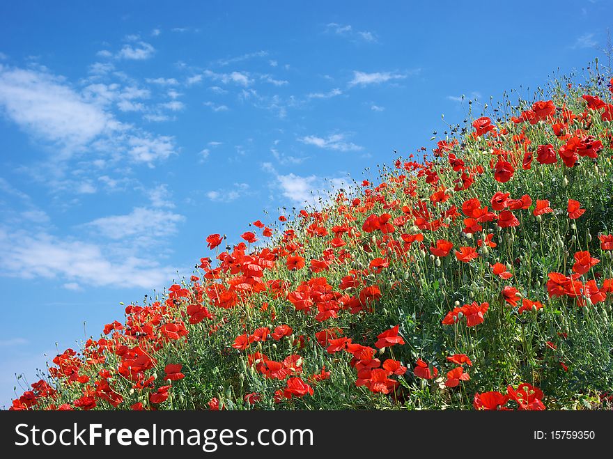 Poppies and sky. Nature composition.