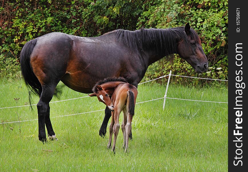 Bay Horse with her newly born Foal in an english meadow. Bay Horse with her newly born Foal in an english meadow