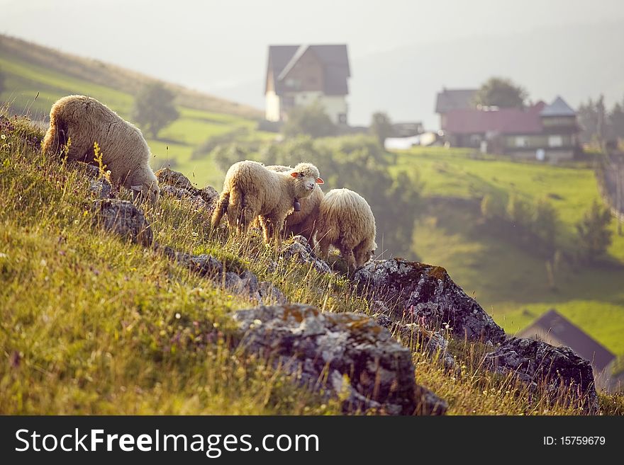 Sheep grazing on a mountain hill